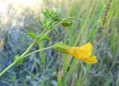 Erythranthe scouleri