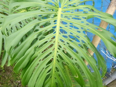 Monstera deliciosa