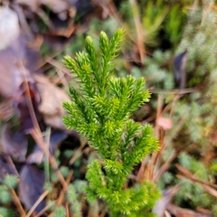 Dendrolycopodium