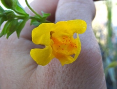 Erythranthe scouleri