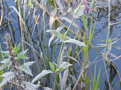 Erythranthe scouleri