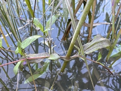 Erythranthe scouleri