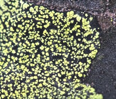 Rhizocarpon