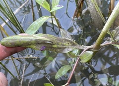 Erythranthe scouleri