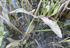 Erythranthe scouleri