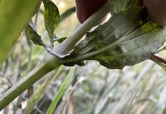 Erythranthe scouleri