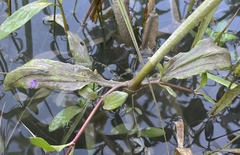 Erythranthe scouleri