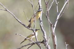 Ptilotula keartlandi