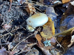 Hygrophorus flavodiscus