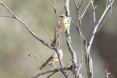 Ptilotula keartlandi