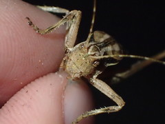 Neduba