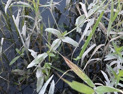 Erythranthe scouleri