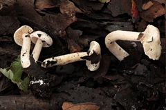 Hebeloma ischnostylum