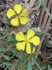 Hibbertia obtusifolia