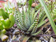 Haworthiopsis