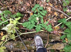 Angelica atropurpurea