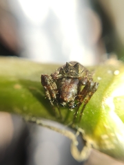 Parawixia
