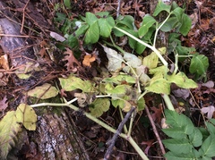 Angelica atropurpurea