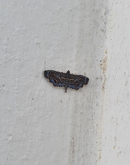 Eurrhyparodes splendens