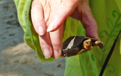 Rhinoclemmys pulcherrima rogerbarbouri