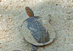 Rhinoclemmys pulcherrima rogerbarbouri