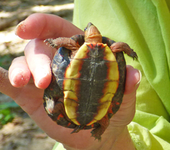 Rhinoclemmys pulcherrima rogerbarbouri