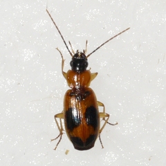 Badister neopulchellus