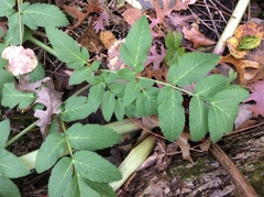 Angelica atropurpurea