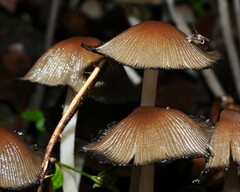 Micacei