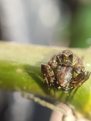 Parawixia