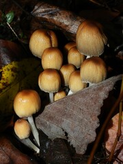 Micacei