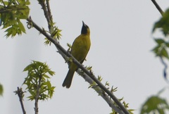 Icterus spurius