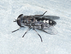Tabanus dorsifer