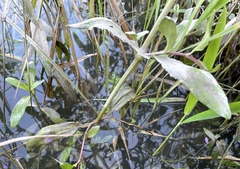 Erythranthe scouleri