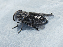 Tabanus dorsifer