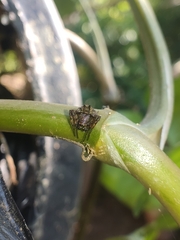 Parawixia