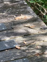 Thamnophis proximus orarius