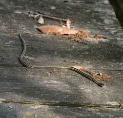 Thamnophis proximus orarius