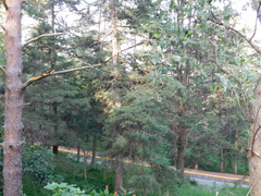 Cupressus lusitanica