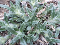 Ajuga iva