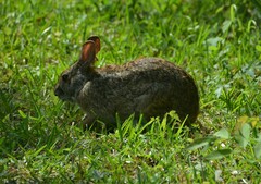 Sylvilagus aquaticus