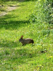 Sylvilagus aquaticus