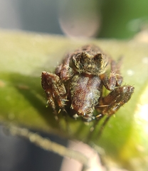 Parawixia