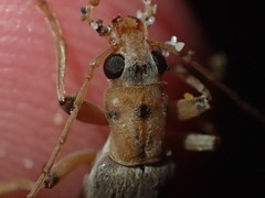 Copidita quadrimaculata
