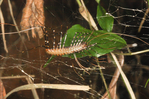 Scutigeromorpha