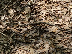 Thamnophis proximus orarius