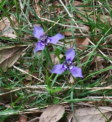 Herbertia lahue