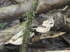 Stereum versicolor