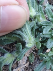 Ajuga iva