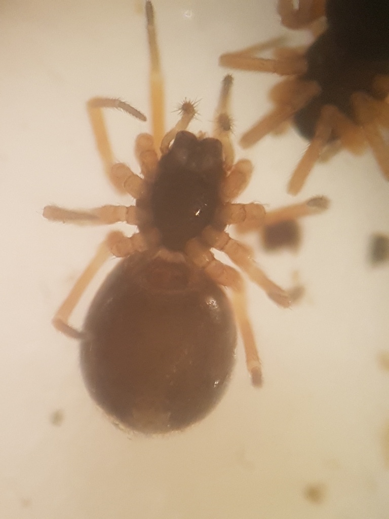 Entelecara omissa